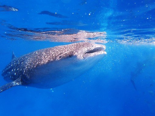 Feature photo for Maldives Whale shark tours