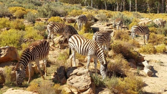 Zerbra at Aquila Reserve