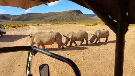 Rihnos crossing in front on safari car