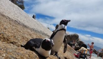 Feature Image for Secret Tips for Fascinating Encounter with Boulders Beach Penguin