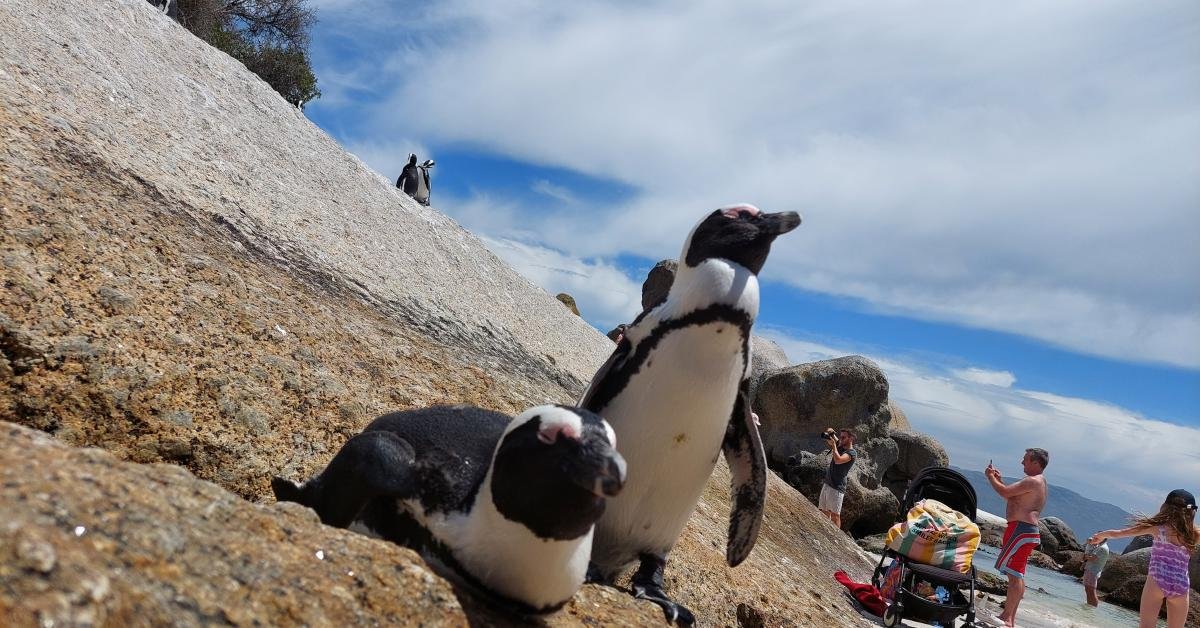 Feature Image for Secret Tips for Fascinating Encounter with Boulders Beach Penguin