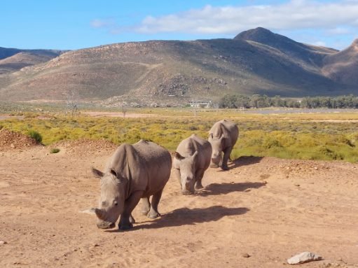 Game drive at Aquila Safari 