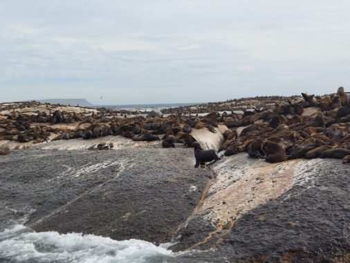 Seals on the Duiker Island