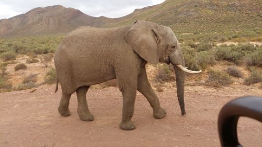 aquila-safari-reserve-elephant