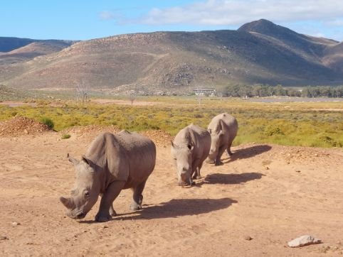 Real close rhinos at aquila safari reserve