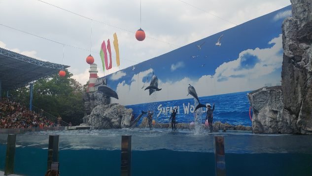 The dolphin show, Marine Park Safari World Bangkok