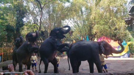 The elephant show, Marine Park Safari World Bangkok