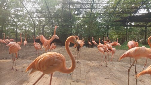The pinky flamingoes in marine park