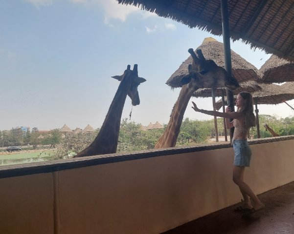 You can take photos with the giraffe without feeding