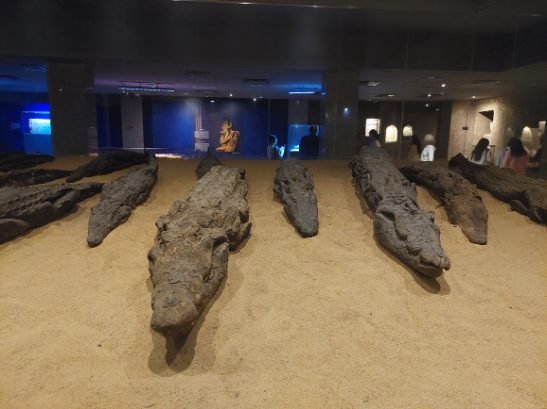 Kom Ombo Temple - mummified crocodile