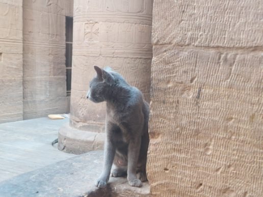 Philae Temple - astray cat