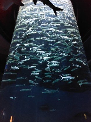 A fish tank full of sardines close shot