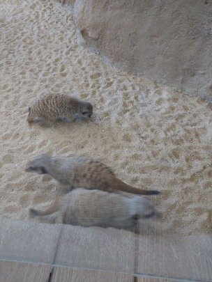 Meekrat in Ocean Park with several meekrat lying down