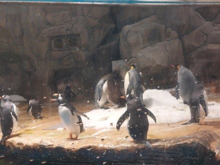 Penguins at Ocean Park with 6 penguins in the photo