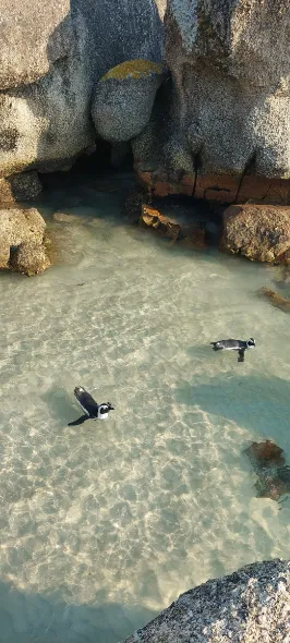 Middle beach the place to swim with penguin