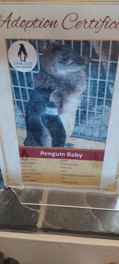 Penguin adoption is also available at Boulders beach souvenir shop