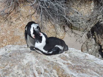 Penguins mating in front of us