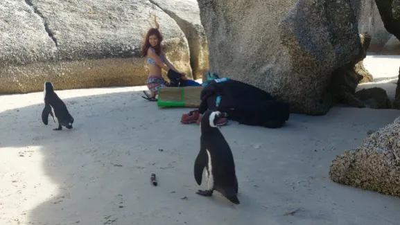 Penguins patroling around 1st beach and middle beach to safeguard our luggage