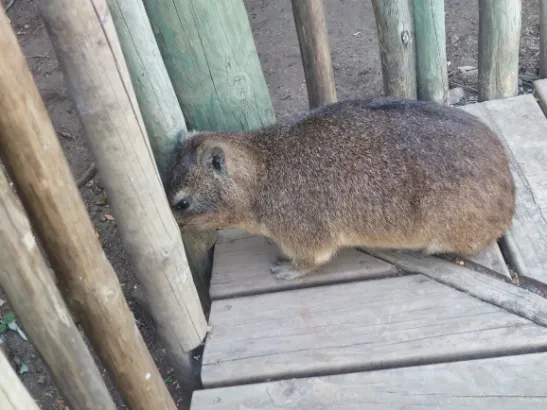 Rock Hyrax (or dassie at Willis Walk)