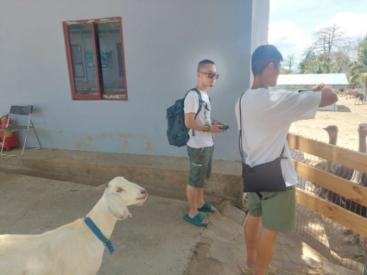 A sheep following us while we are feeding the ostriches