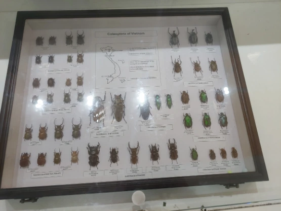Beatle Specimens