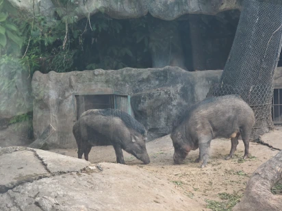 Boars Saigon Zoo