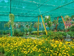 Botanical exhibition yellow flowers