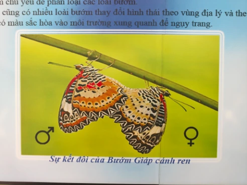 Butterfly sample with education materials