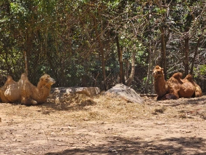 Camels chilling at the eco park