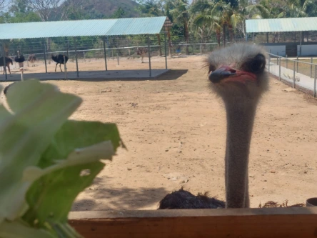 Close shots of the ostrich