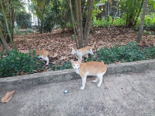 Cute wild cat in the SAigon Zoo