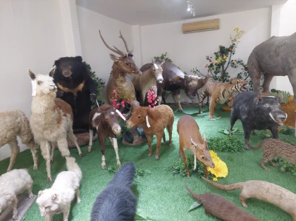 Replica animal exhibitions