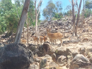 Group of deers in the eco park area without any fence