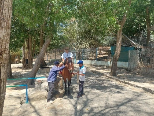 Horse riding
