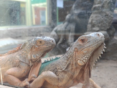 Lizzard Exhibition Saigon Zoov