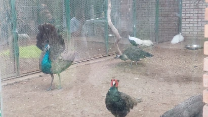 Pico in Saigon Zoo