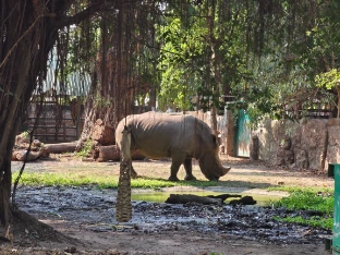 Rihno Saigon Zoo