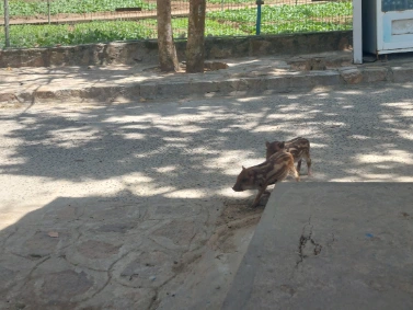 Small boars walking freely