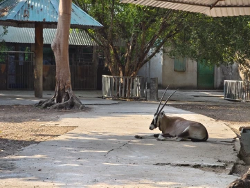 Springbok Saigon Zoo