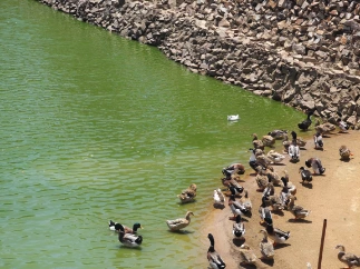 The ducks swiming freely at cloud lake