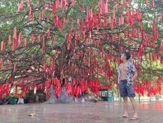 The wishing tree for IG photo