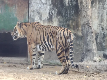 Tiger Saigon Zoo
