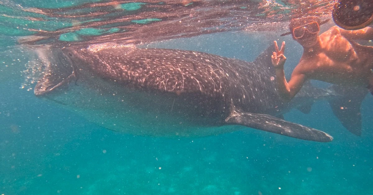 Bohol-Oslob-Whale-Shark-Watching-Feature-Page