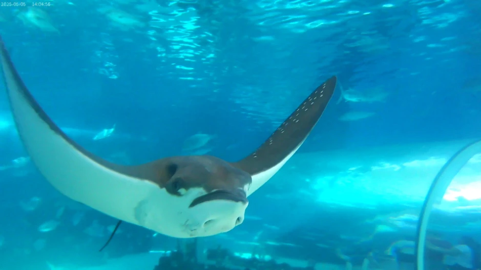 Close shot of a stingray