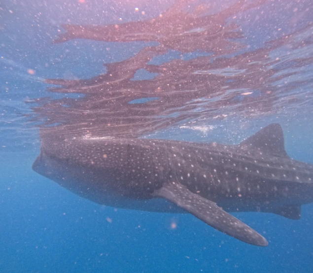 A whaleshark opening its mouth for eating