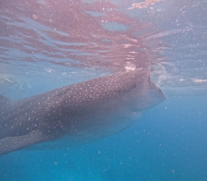 A whale shark opening its mouth