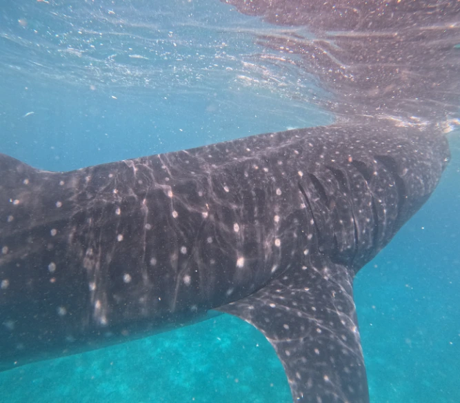A whale shark swimming