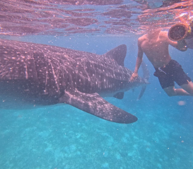 Regulus swimming with a whale shark