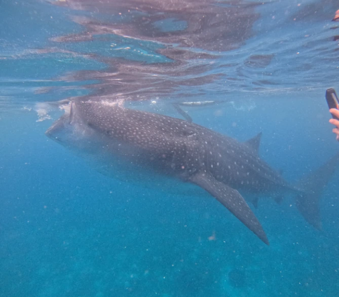 Great chances wto take good whale shark photo