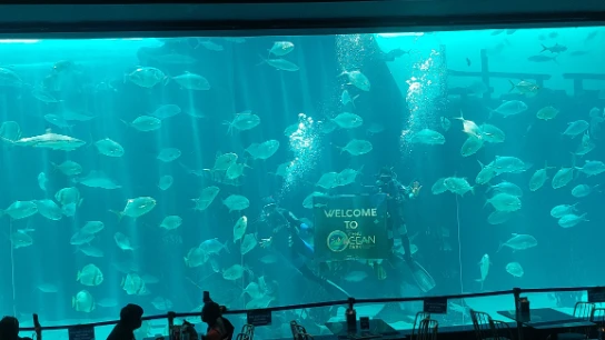 Main tank fish feeding show at Aqua dining restaurant